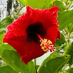 Guest house Kope Hale Near Hilo & Volcano National Park, Pahoa